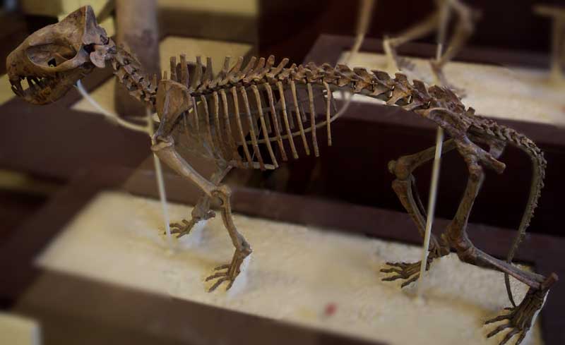 Hyaenodon horridus skeleton, American Museum of Natural history, New York 